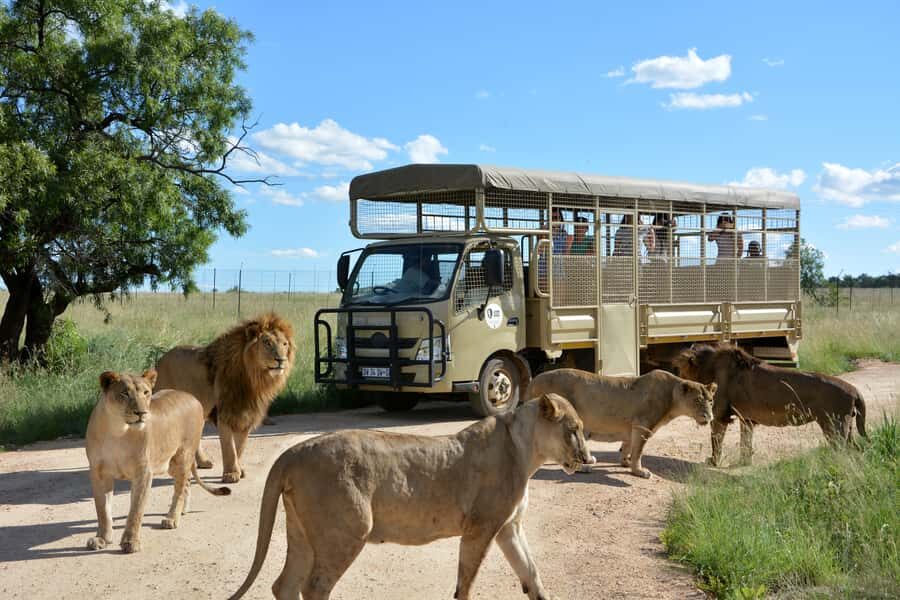 Hartbeespoort: Predator Safari with a Guide - Inside the 1-hour predator safari drive: what the hour actually feels like