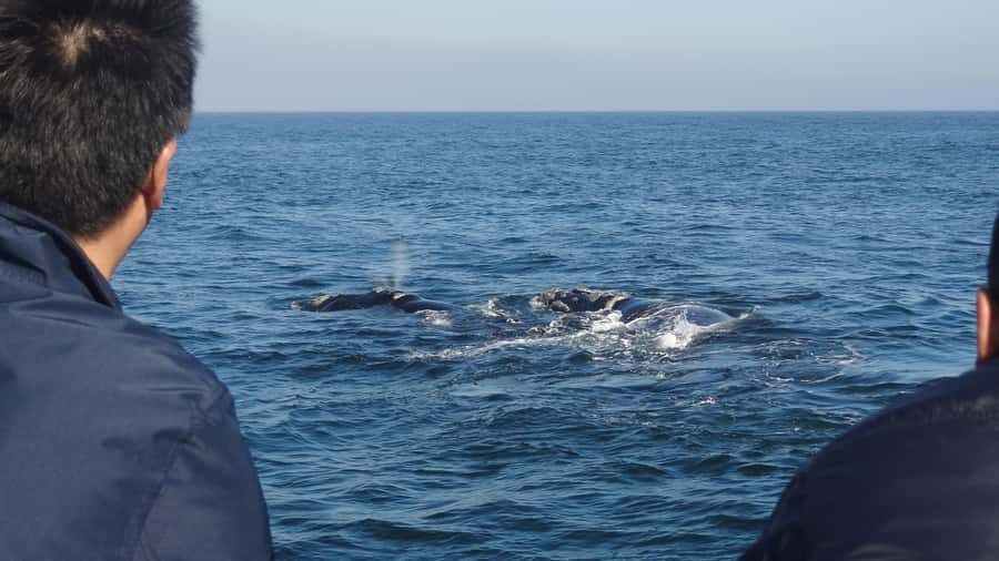 Hermanus: Boat Based Whale Watching Experience - Key highlights to look for before you book