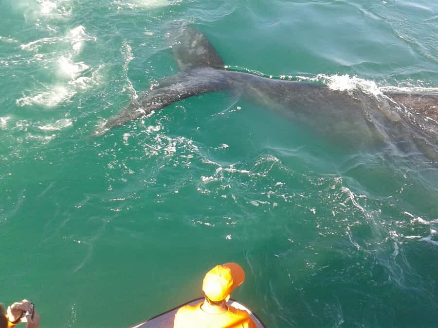 Hermanus: Boat Based Whale Watching Experience - Hermanus New Harbour: tickets, the safety briefing, and getting oriented fast