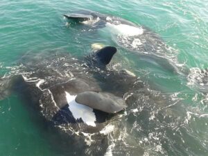 Hermanus: Boat Based Whale Watching Experience - Out on Walker Bay: how whale watching typically unfolds