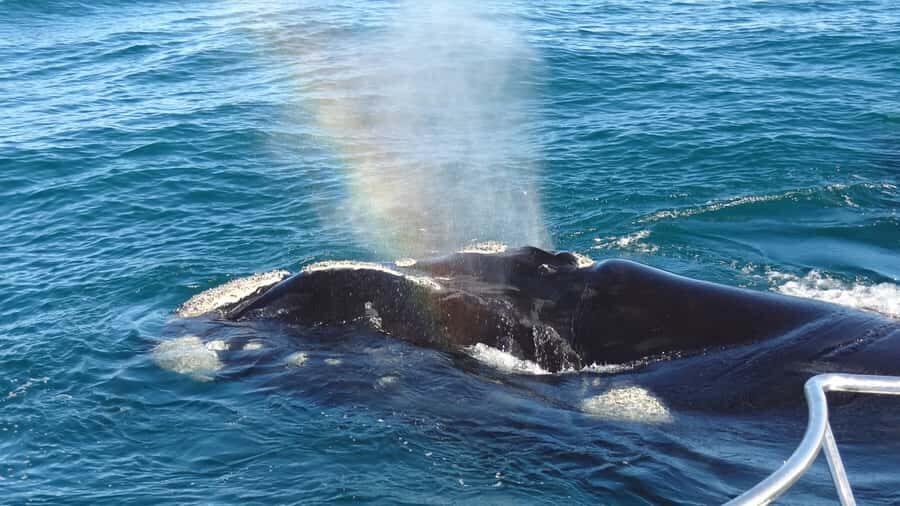 Hermanus: Boat Based Whale Watching Experience - Top-deck views and departure rules: when you’ll stand for the best sightlines