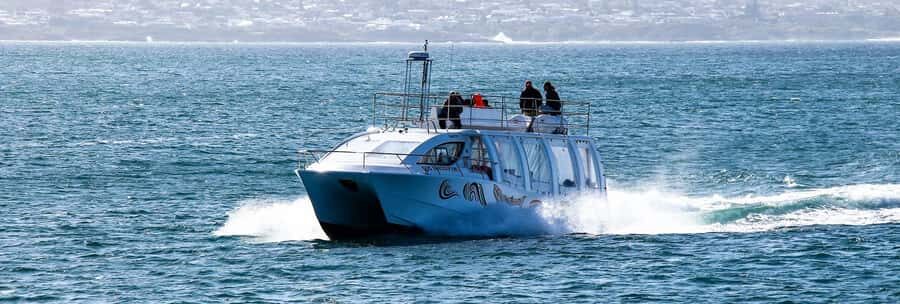 Hermanus: Boat Based Whale Watching Experience - The engine-off moment: why close watching can still be responsible
