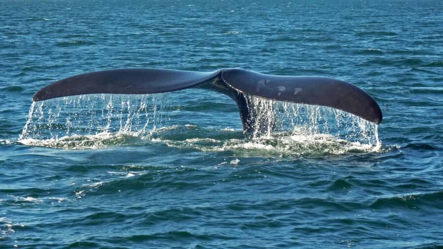 Hermanus: Boat Based Whale Watching Experience - More than whales: dolphins, seals, seabirds, and the pleasant surprises