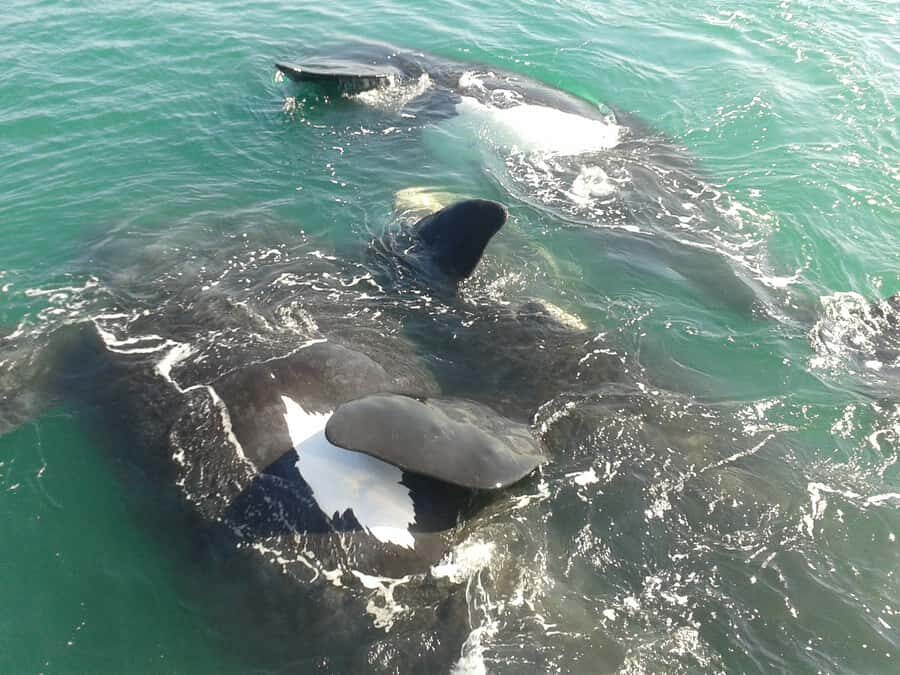 Hermanus: Boat Based Whale Watching Experience - Out on Walker Bay: how whale watching typically unfolds