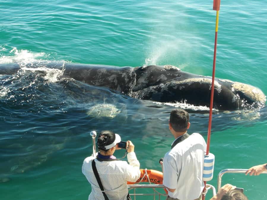 Hermanus: Whale and Dolphin Watching Boat Trip - Key Points That Make This Cruise Worth Your Time