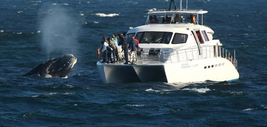 Hermanus: Whale and Dolphin Watching Boat Trip - Entering The Southern Right Charters Whale Shack Check-In Zone