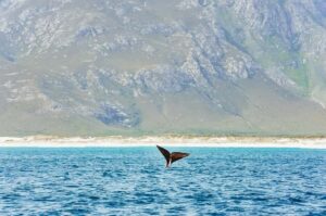 Hermanus: Whale and Dolphin Watching Boat Trip - What You’re Wearing Matters More Than You Think (Boat Comfort Basics)