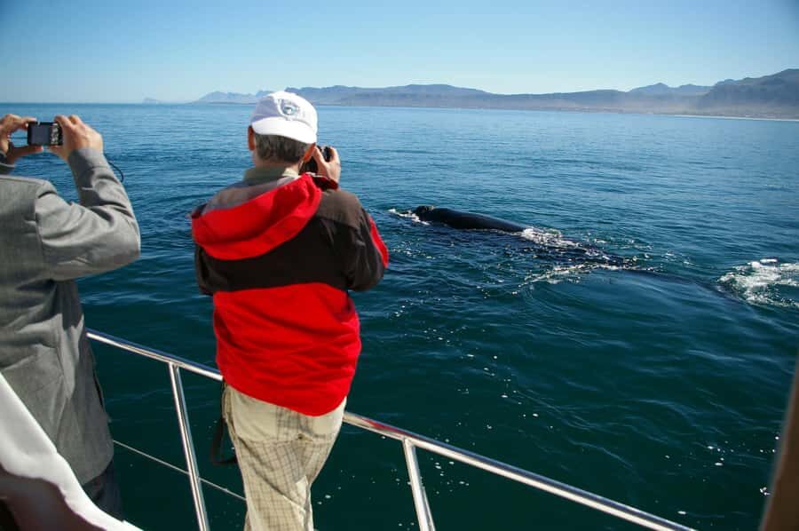 Hermanus: Whale and Dolphin Watching Boat Trip - Two Hours on the Catamaran: How the Whale Spotting Actually Happens