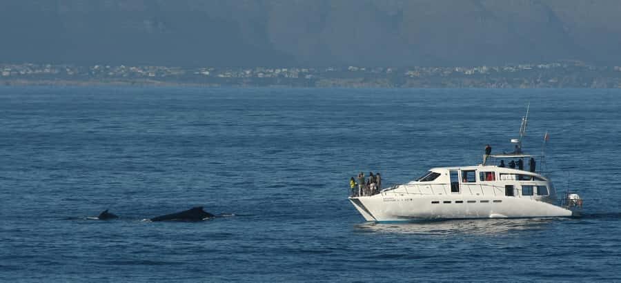 Hermanus: Whale and Dolphin Watching Boat Trip - Comfort on Board: Catamaran Feel, Seating Options, and Movement