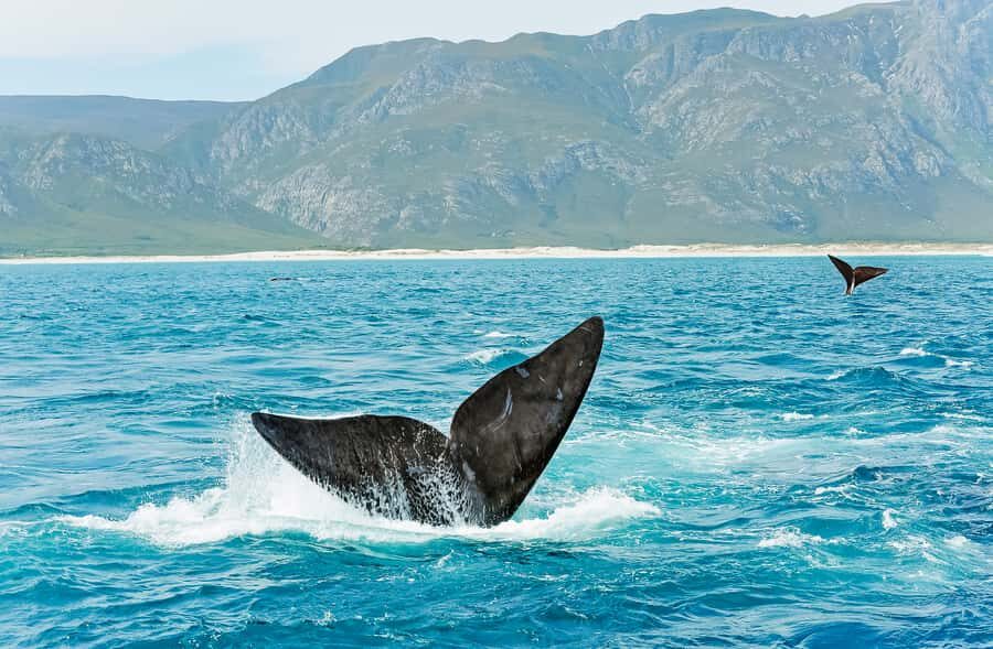 Hermanus: Whale and Dolphin Watching Boat Trip - The Drone Video and Optional Extras: Fun, But Check the Cost