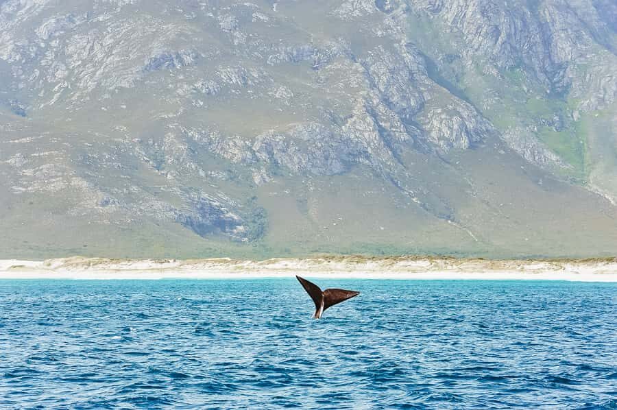 Hermanus: Whale and Dolphin Watching Boat Trip - What You’re Wearing Matters More Than You Think (Boat Comfort Basics)