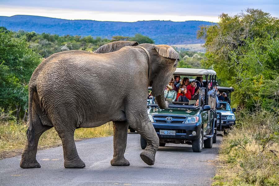 Hluhluwe-Imfolozi: Big 5 Full or Half-Day Safari - Small group safari with a pro ranger: how you actually get better sightings