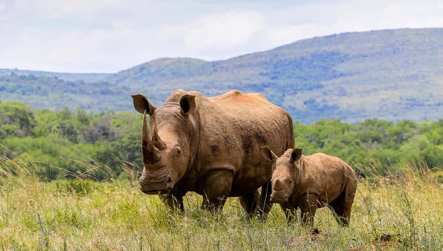 Hluhluwe-Imfolozi: Big 5 Full or Half-Day Safari - Entering the park: savannah grasslands and the Big 5 targets