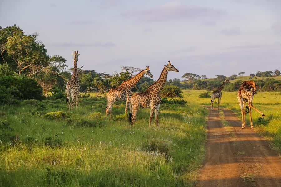 Hluhluwe-Imfolozi: Big 5 Full or Half-Day Safari - The ranger’s hunt: what your day looks like between sightings