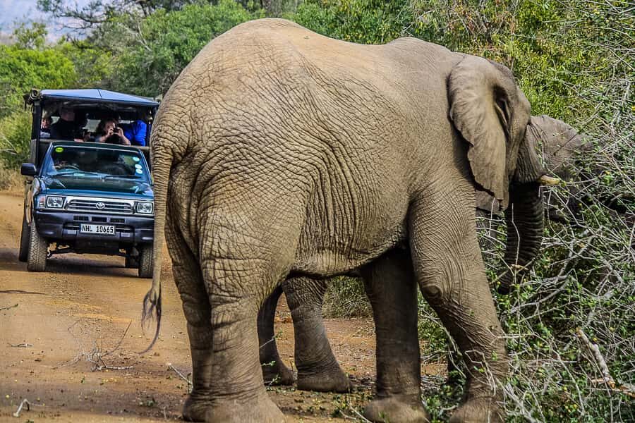 Hluhluwe-Imfolozi: Big 5 Full or Half-Day Safari - Comfort and safety basics that make long game drives easier