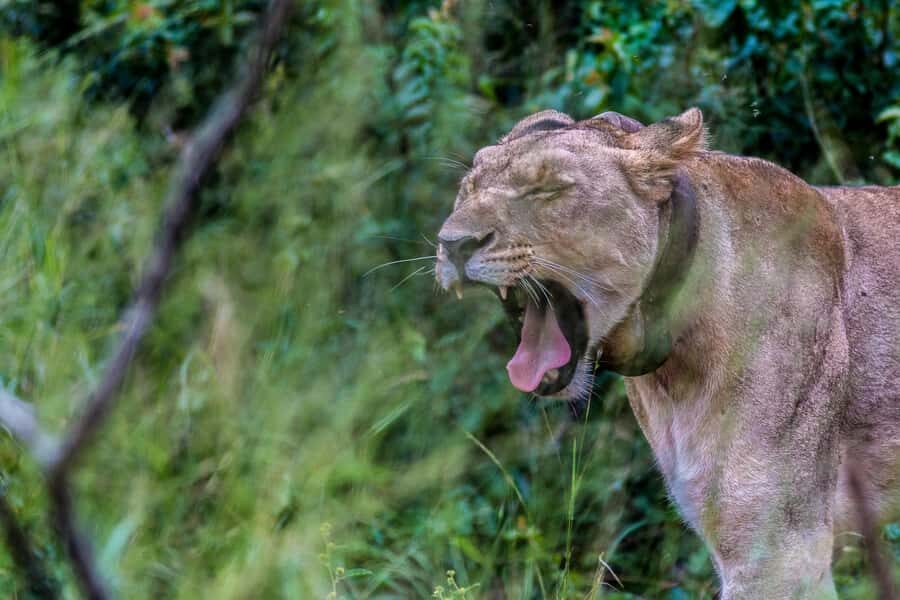 Hluhluwe-Imfolozi: Big 5 Full or Half-Day Safari - Value for $87 per person: what you’re really paying for