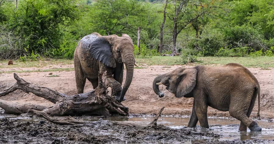 Hluhluwe-Imfolozi: Big 5 Full or Half-Day Safari - Full day vs half day: which one fits your travel style