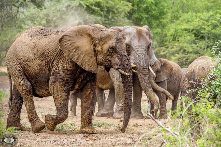 Hluhluwe-Imfolozi: Big 5 Full or Half-Day Safari - The 5:00 AM departure: why the early start is the whole deal