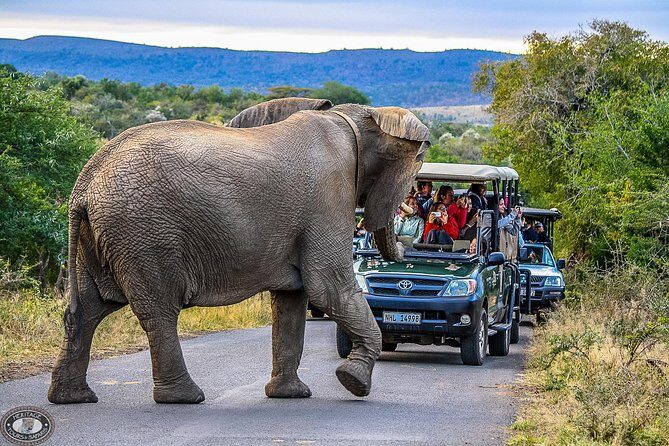 Hluhluwe-Imfolozi Park Full Day Big 5 Safari Tour - The 05:00 Start: Worth the Pain for Predator Timing