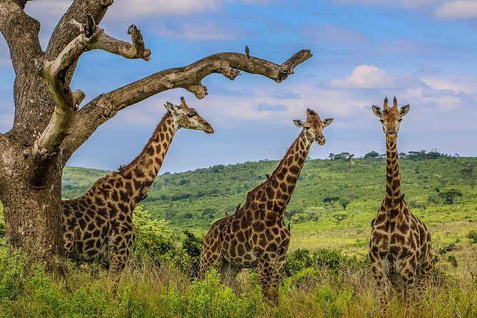 Hluhluwe-Imfolozi Park Full Day Big 5 Safari Tour - Open-Air Safari Vehicles: Close Encounters, Real Comfort Limits