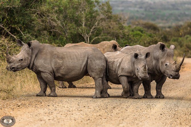 Hluhluwe-Imfolozi Park Full Day Big 5 Safari Tour - The Ranger Factor: How You Improve Your Odds Without Guarantees