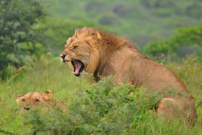 Hluhluwe-Imfolozi Park Full Day Big 5 Safari Tour - Breakfast and Braai Lunch: How Meals Fit a Safari Day