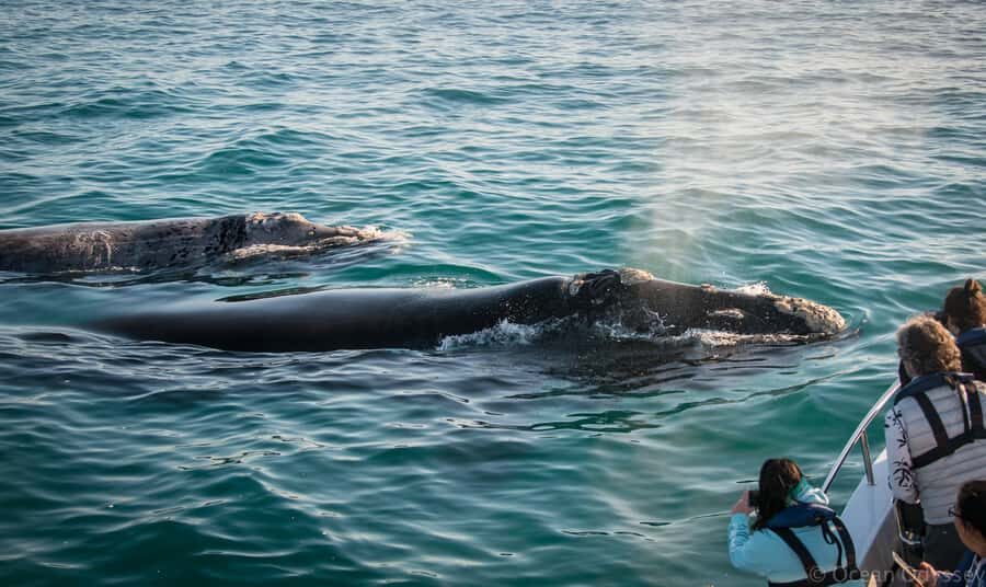 Knysna: Close Encounter Whale Watching Tour by Boat - Ocean Odyssey departure: what the first 15 minutes teach you
