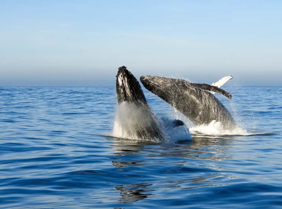 Knysna: Close Encounter Whale Watching Tour by Boat - Who this tour is best for (and who should skip it)