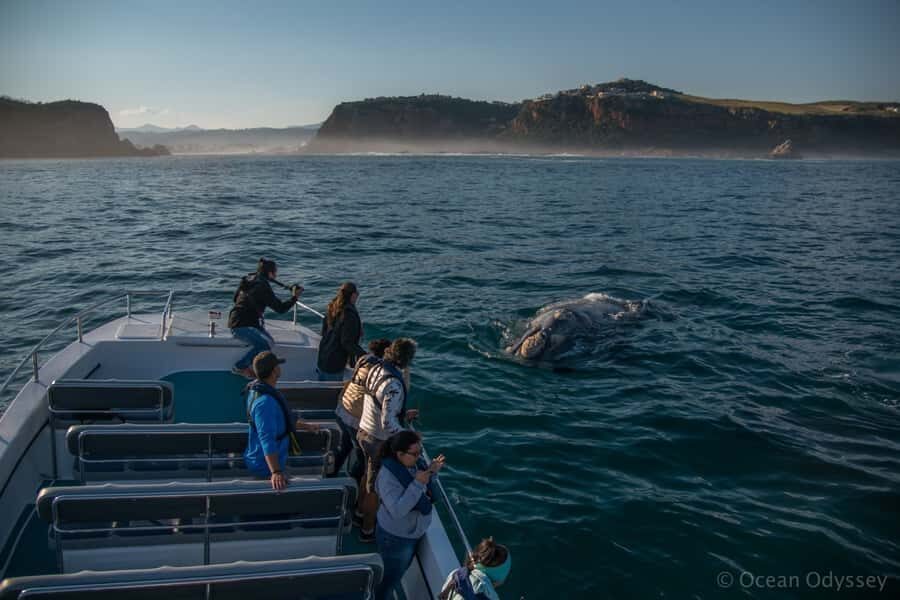 Knysna: Close Encounter Whale Watching Tour by Boat - What whales you’re most likely to spot here