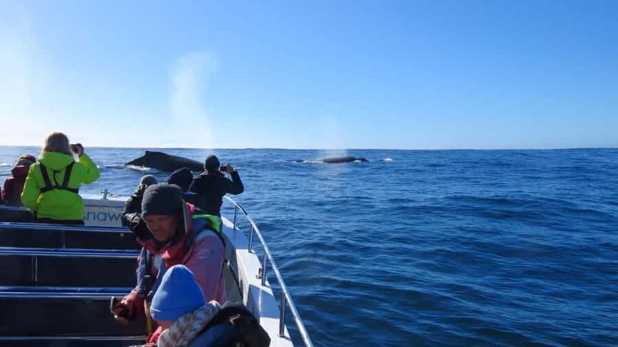 Knysna: Close Encounter Whale Watching Tour by Boat - The 2-hour plan: why this timing works