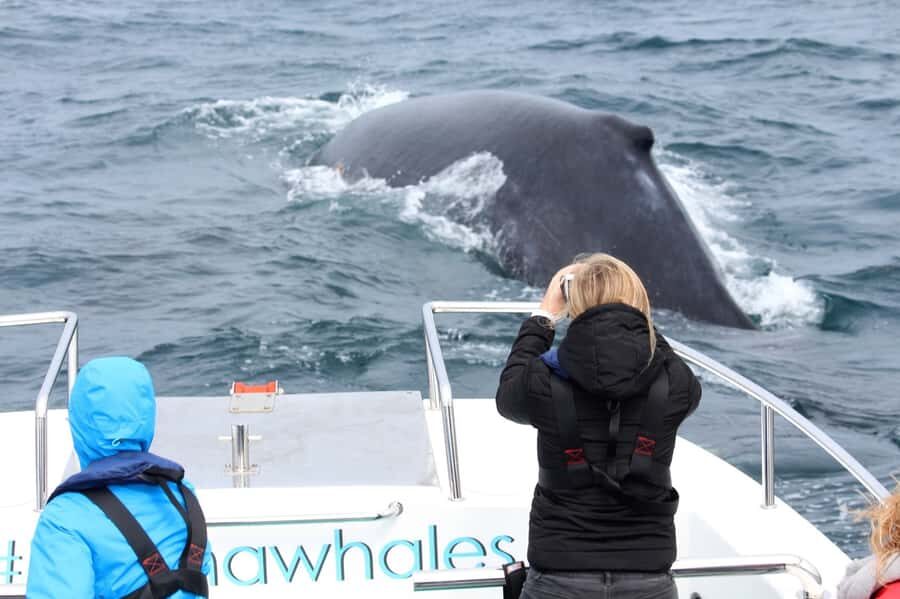 Knysna: Close Encounter Whale Watching Tour by Boat - Comfort on a choppy boat: packing tips that matter