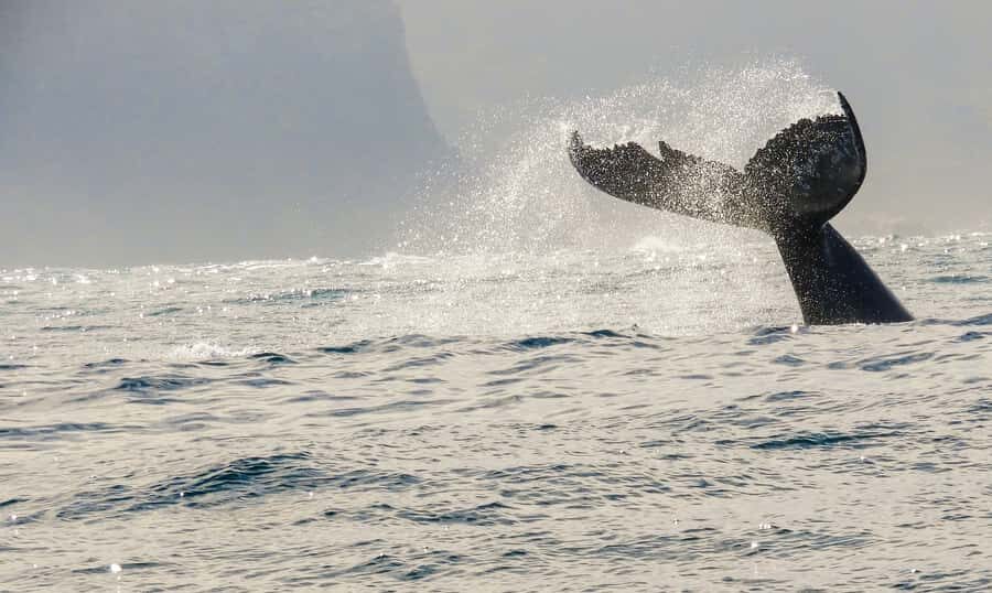 Knysna: Close Encounter Whale Watching Tour by Boat - Safety rules and behavior: the “you’ll love it if you follow it” part
