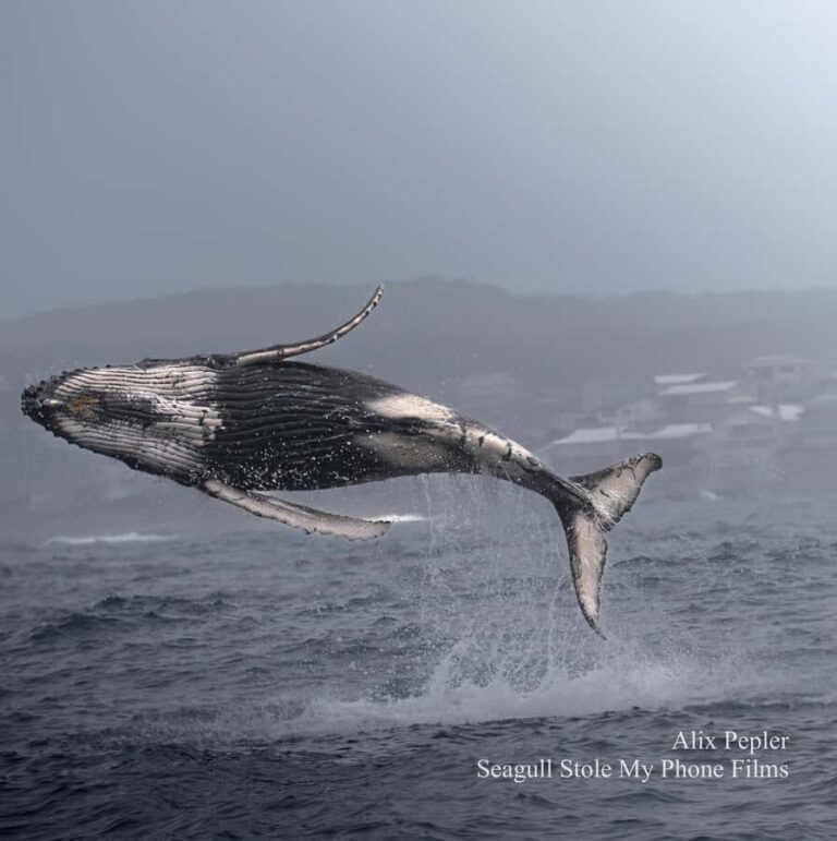 Knysna: Close Encounter Whale Watching Tour by Boat - How the whale spotter system actually helps you see more