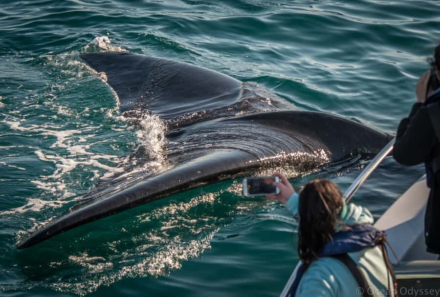 Knysna: Close Encounter Whale Watching Tour by Boat - Price and value: what $113 buys on this kind of outing