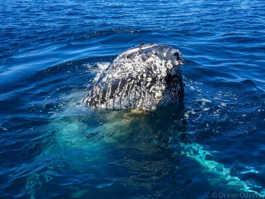 Knysna: Close Encounter Whale Watching Tour by Boat - Weather realities in Knysna: when plans can shift