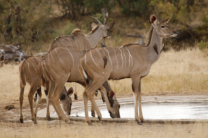 Kruger National Park Full Day Private safari - Breakfast and Lunch Breaks at Rest Camps (And What They Cost)
