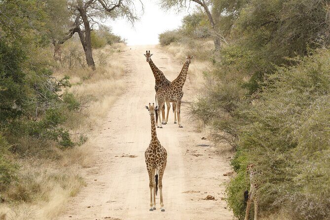 Kruger National Park Full Day Private safari - In the Park: Big Five Targets, Plus Cheetahs, Wild Dogs, and Birds