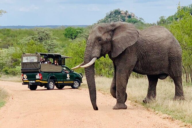 Kruger National Park Full Day Private safari - What You’ll See in Reality: Close Encounters and Photo Time