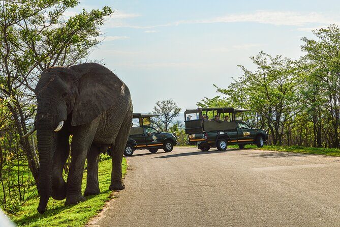 Kruger National Park Full Day Private safari - Private Vehicle Advantage: Why It Helps Your Big Five Chances