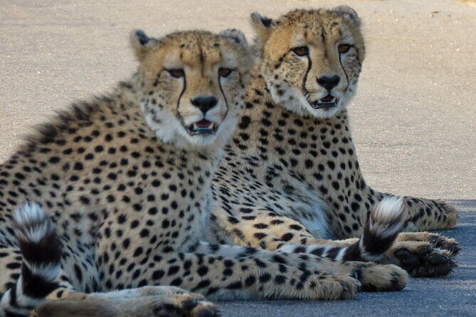 Kruger National Park - Private full day Safari trip. - Inside Kruger for Long Wildlife Drives: How You Get More from the Same Day