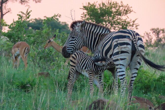 Kruger National Park - Private full day Safari trip. - Pickup, Timing, and the Flow of a Long Day