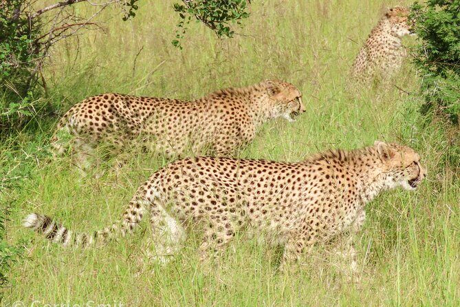 Kruger National Park - Private full day Safari trip. - Price and Value Check: What You Pay vs. What You Get