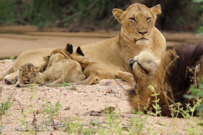 Kruger National Park - Private full day Safari trip. - Who This Safari Fits Best (and Who Might Want Something Different)