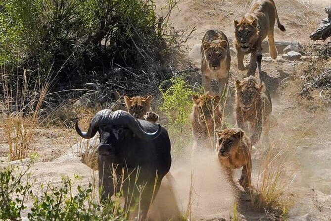 Kruger National Park - Private full day Safari trip. - A Realistic Expectation: How Your Day Becomes a Story