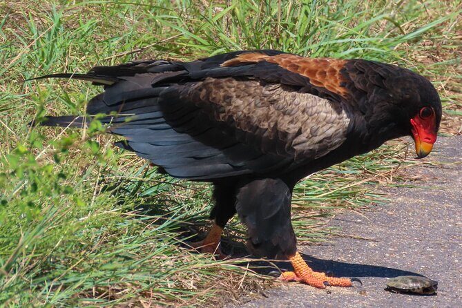 Kruger National Park - Private full day Safari trip. - Comfort That Actually Helps: Water, Rain Gear, and Photo Time