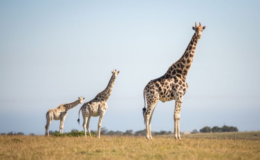Little Brak River: Botlierskop Guided Game Drive - Why Botlierskop Works for a Short 3-Hour Safari