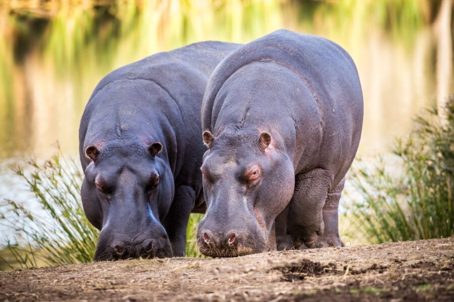 Little Brak River: Botlierskop Guided Game Drive - Meeting Point in Little Brak River: Get On Track Fast