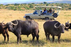 Little Brak River: Botlierskop Guided Game Drive - What You’ll See: Big Five Chances Plus 26 Species