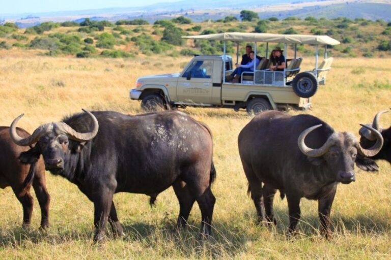 Little Brak River: Botlierskop Guided Game Drive - What You’ll See: Big Five Chances Plus 26 Species