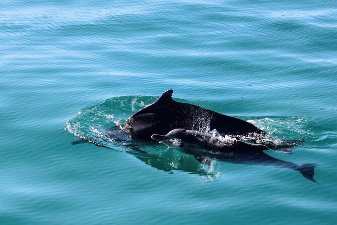 Marine Big 5 Safari with transport from Cape Town - Marine Dynamics crew and biologist talks: what you’ll actually learn